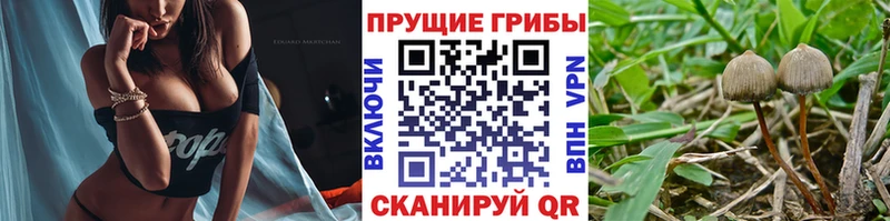купить наркотик  Лодейное Поле  KRAKEN ссылки  Галлюциногенные грибы прущие грибы 